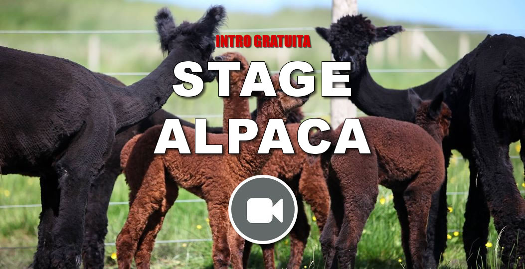 stage2_alpaca